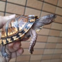 トウブハコガメ(甲長約9cm)個体A