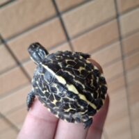 フロリダハコガメ(25CB)TSDメス