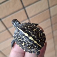 フロリダハコガメ(25CB)TSDメス