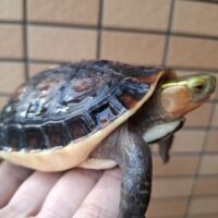 チュウゴクセマルハコガメ(甲長約12cm)オス
