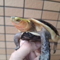 チュウゴクセマルハコガメ(甲長約12cm)オス