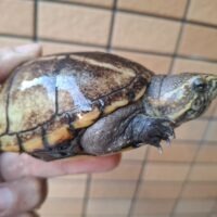 ミスジドロガメ（甲長約9cm）巨頭メス