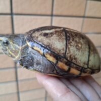 ミスジドロガメ（甲長約9cm）巨頭メス