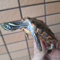 リオグランデクーター（甲長約8cm）