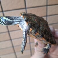 リオグランデクーター（甲長約8cm）