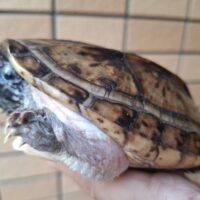 ジャイアントマスクタートル(甲長約15cm)WCオス