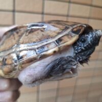 ジャイアントマスクタートル(甲長約15cm)WCオス