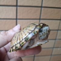 オオアタマヒメニオイガメ(甲長約7,5cm)メス