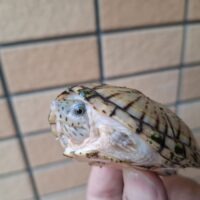 オオアタマヒメニオイガメ(甲長約7,5cm)メス