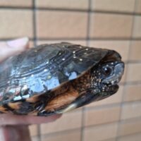 キボシイシガメ(甲長約10cm)繁殖経験ありオス