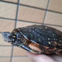 キボシイシガメ(甲長約10cm)繁殖経験ありオス