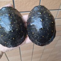 キボシイシガメ(甲長約9,5~10cm)繁殖経験ありメス