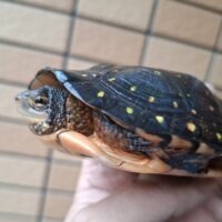 キボシイシガメ(甲長約9,5~10cm)繁殖経験ありメス