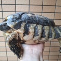 マルギナ―タリクガメ（甲長約25cm）オス