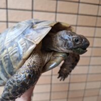 ギリシャリクガメ（甲長約19cm）オス（受け口）