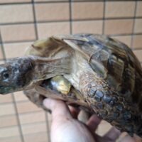 ギリシャリクガメ（甲長約19cm）オス（受け口）