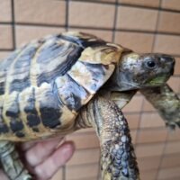 ヘルマンリクガメ（甲長約15cm）オス