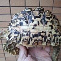 ヒョウモンリクガメ(甲長約20cm)オス
