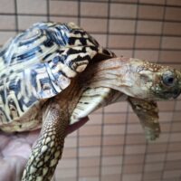 ヒョウモンリクガメ(甲長約20cm)オス