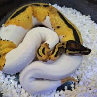 ボールパイソン(オレンジドリームパイ)約600g メス