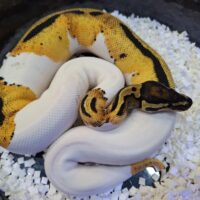 ボールパイソン(オレンジドリームパイ)約600g メス