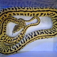 ゼブラジャングルジャガーカーペットパイソン(約150cm)メス