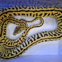 ゼブラジャングルジャガーカーペットパイソン(約150cm)メス