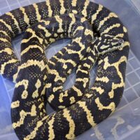 ジャングルカーペットパイソン(ジャーマンライン)23EUCB (約160cm)メス