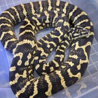 ジャングルカーペットパイソン(ジャーマンライン)23EUCB (約160cm)メス