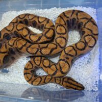 ブラジルレインボーボア(約160cm)オス