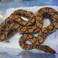 ブラジルレインボーボア(約160cm)オス