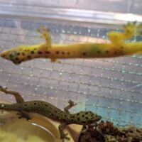 ポリロフェルスゲッコー（ペア）