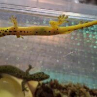 ポリロフェルスゲッコー（ペア）