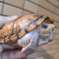 スジクビヒメニオイガメ（オレンジ）甲長約10,5cm　メス（レプトミンスーパー不使用）