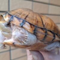 スジクビヒメニオイガメ（オレンジ）甲長約10,5cm　メス（レプトミンスーパー不使用）