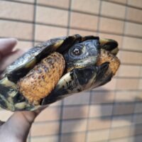 モリイシガメ（甲長約19cm）オス