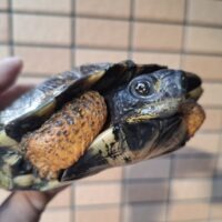 モリイシガメ（甲長約19cm）オス