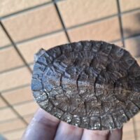 ジェフロアカエルガメ（甲長約7,5cm）