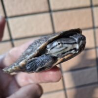 ジェフロアカエルガメ（甲長約7,5cm）