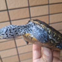 ダイヤモンドバックテラピン(ブルーコンセントリック)甲長約9cm