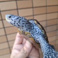 ダイヤモンドバックテラピン(ブルーコンセントリック)甲長約9cm