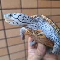 ダイヤモンドバックテラピン(コンセントリック)甲長約9.5cm