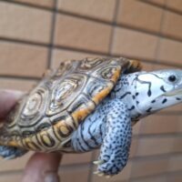 ダイヤモンドバックテラピン(コンセントリック)甲長約9.5cm