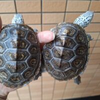 ダイヤモンドバックテラピン(コンセントリック)甲長約9.5cm