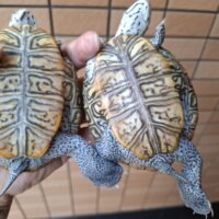 ダイヤモンドバックテラピン(コンセントリック)甲長約9.5cm