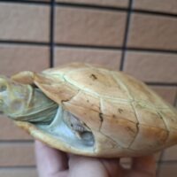 アルビノヒジリガメ(甲長約13,5cm)