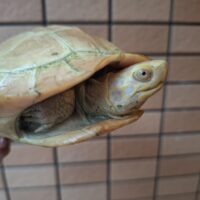 アルビノヒジリガメ(甲長約13,5cm)