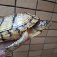 イエローガルフコーストハコガメ(甲長約11cm)