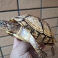 イエローガルフコーストハコガメ(甲長約11cm)