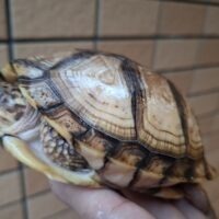 イエローガルフコーストハコガメ(甲長約12,5cm)多甲板